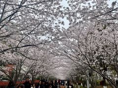 -高东镇樱花园
