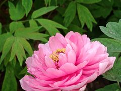 -洛阳市隋唐城遗址植物园