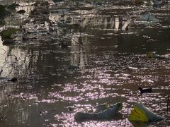 -白塘生态植物园