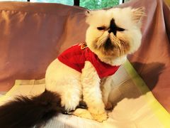 -more than meow吴止猫主题餐厅(承德 中船汇店)