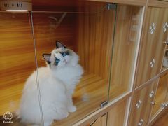 -猫十亿·布偶金渐层·曼基康矮脚猫舍(青年路店)