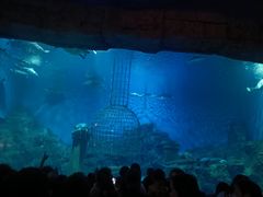 -芜湖新华联大白鲸海洋公园