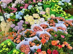 -桂林市花鸟市场