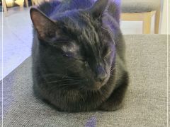 -喵园·猫主题咖啡厅·撸猫·猫咖(国贸店)