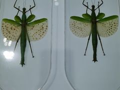 -上海昆虫博物馆