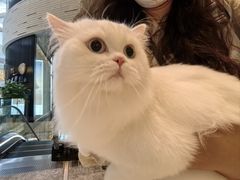 -momokira米努特·德文卷毛猫·棉花面纱犬