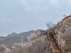 -大岭沟猕猴桃谷风景区