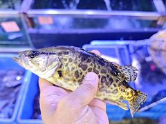 -八仔大富楼·河鲜(西江店)