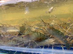 -川骄海鲜自助(河东店)