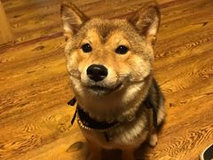 -柴务处·柴犬主题狗咖