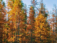 -白鹭湾湿地公园