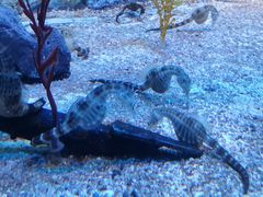 -上海海洋水族馆