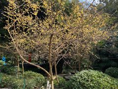 -龙头寺公园