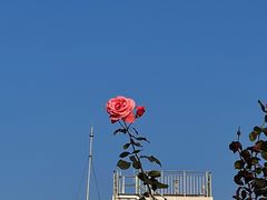 -立新湖公园