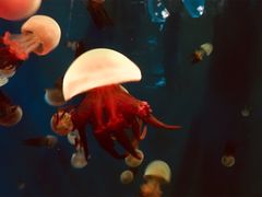 -成都浩海立方海洋公园