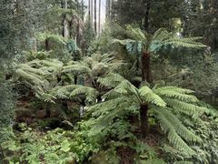 -墨尔本皇家植物园