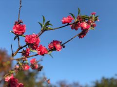 -紫马岭公园