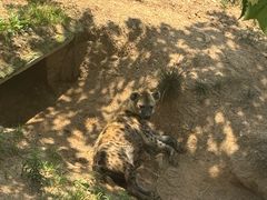 -西霞口神雕山野生动物世界