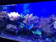 -御唐府海珊瑚主题餐厅