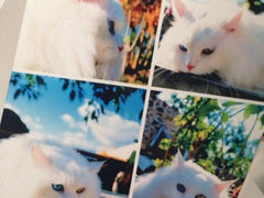 iphone_upload_pic-Anne猫窝咖啡屋