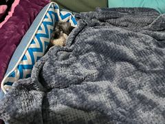 -佳雯宠物医院(金华南路分院)