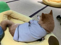 -逗柴咖啡屋·狗咖猫咖宠物桌游