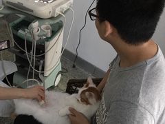 -成都民大动物医院