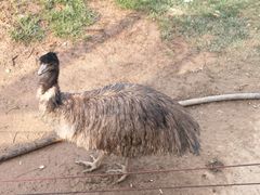 -石家庄市动物园