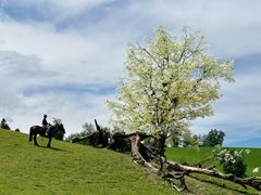 -新疆那拉提国家旅游度假区