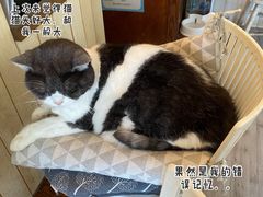 -海边的猫和咖啡馆