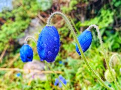 -终南山国家森林公园