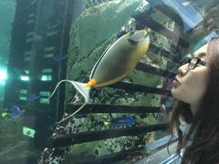 -悉尼海洋生物水族馆