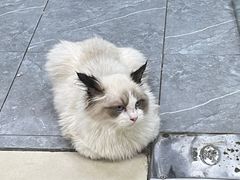 -宠福鑫康馨动物医院·骨科·眼科