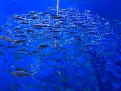 -成都浩海立方海洋公园