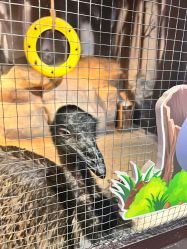 -酷嗒动物文化乐园(cutezoo西溪乐天城店)