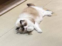 -藏猫猫咖啡主题馆(中央大道店)