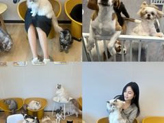 -有喵·猫咖·狗咖·30几只猫10只小狗(岗厦店)