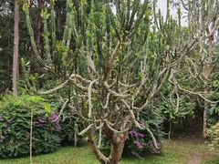 -中国科学院西双版纳热带植物园