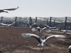 -盐城丹顶鹤湿地生态旅游区