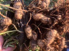 -庞各庄翠芳园西瓜蔬菜基地采摘园