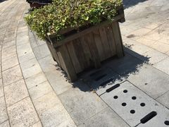 -桑洲油菜花景区
