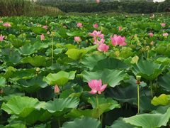 -荷塘月色湿地公园·向阳花洲