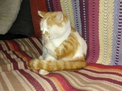 -Sirena海妖日咖夜酒