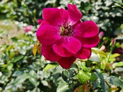 -人民公园(罗湖区)