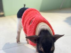 -怪兽屋·羊驼·猫咖·狗咖(俊华广场店)