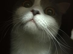 -瑞鹏宠物医院·骨科·猫科·内科(第一中心)