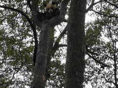 -中国大熊猫保护研究中心雅安碧峰峡基地