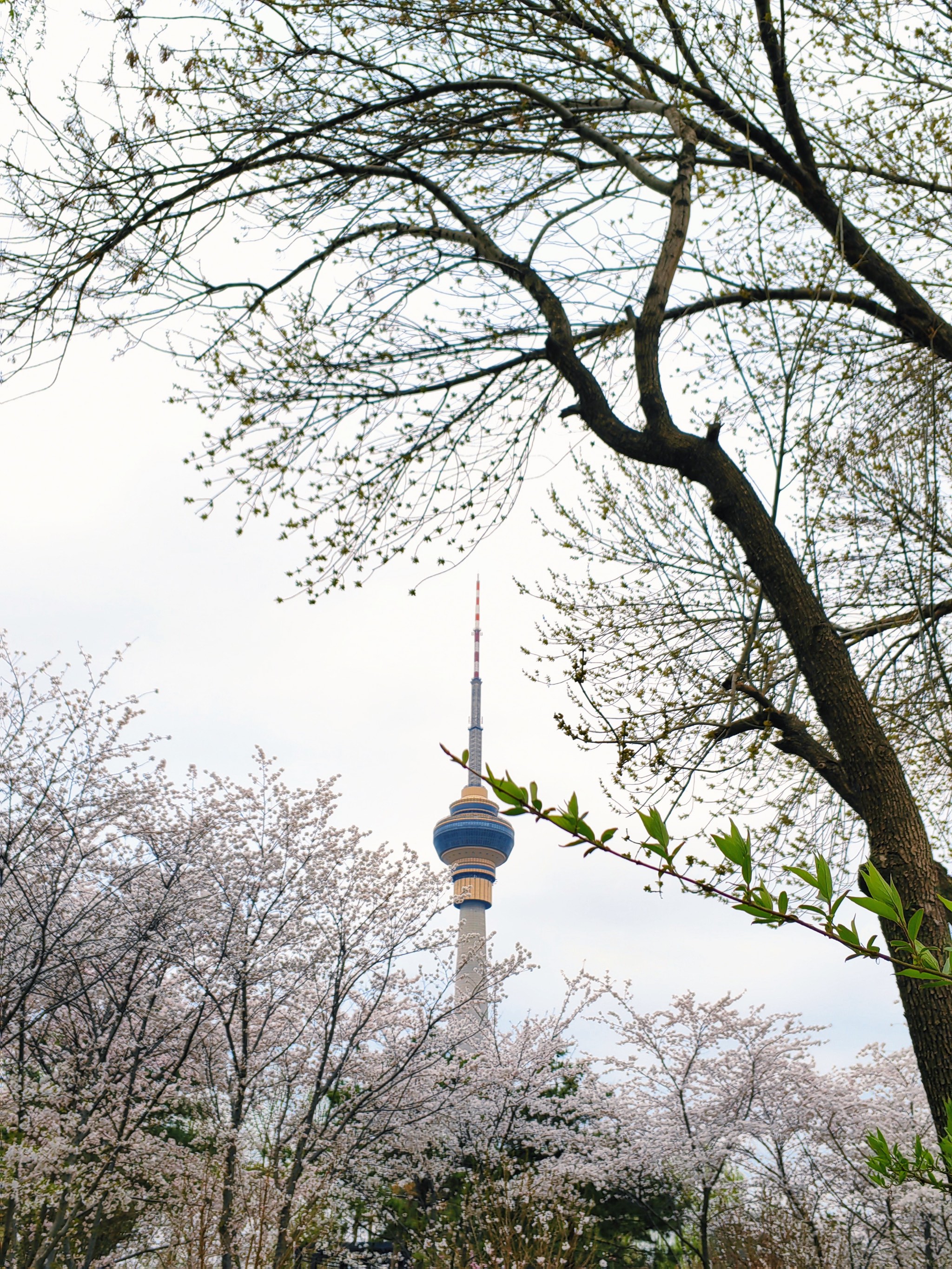 辽宁省朝阳市樱花节图片