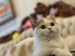 -momokira米努特·德文卷毛猫·棉花面纱犬