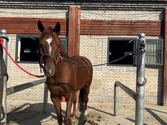 -北京群众马术培训基地